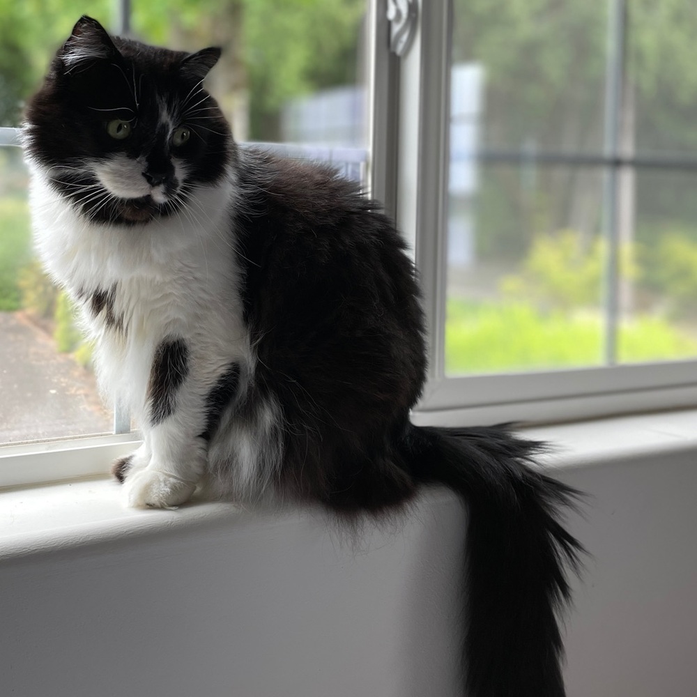 Meet your Posher, Rose